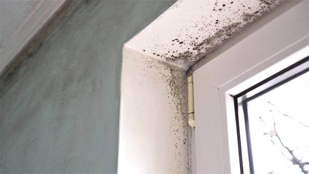 Best Post-Flood Mold Remediation in Live Oak, CA