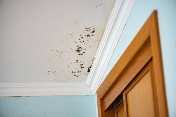 Best Commercial Mold Remediation in Live Oak, CA