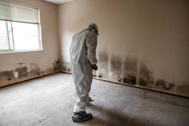 Best Attic Mold Remediation in Live Oak, CA