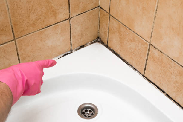 Best Kitchen Mold Remediation in Live Oak, CA